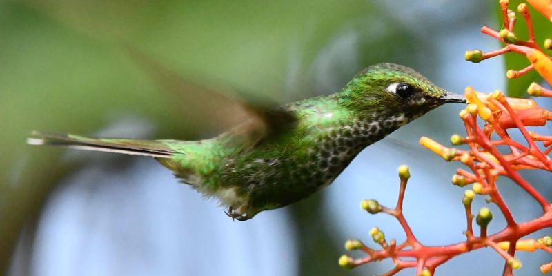 Cundinamarca se consolida como potencia nacional en avistamiento de aves durante el Global Big Day 2025