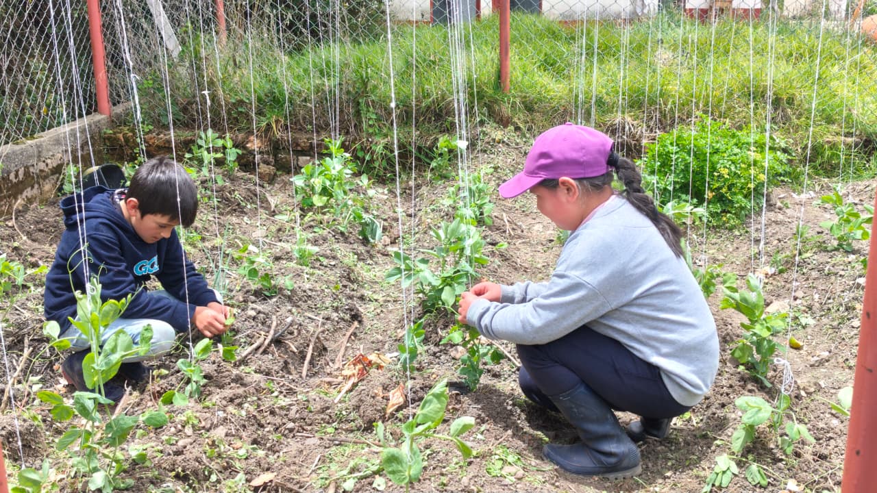 En Güicán de la Sierra, las huertas escolares siembran aprendizaje, alimentación y amor por el campo.